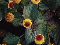 Спилантес масличный (Peek-a-Boo)