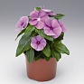Катарантус розовый (Vinca rosea)