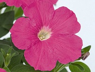 Петуния ампельная гибридная (Success! TR F1)