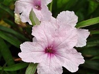 Руелия Бриттона (Southern Star) Руелия Бриттона (Southern Star)