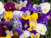 Виола рогатая (Bel Viso F1)