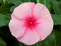 Катарантус розовый (Cora XDR F1)