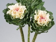 Декоративная капуста (White Lady F1)