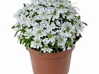 Иберис вечнозеленый (Whistler Late F1)