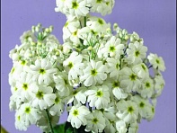 Примула нежная (Fair Lady)