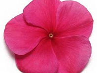 Катарантус розовый (Pacifica XP)