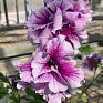 Петуния крупноцветковая махровая (Petunia grandiflora)
