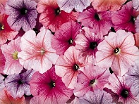 Петуния многоцветковая (Celebrity F1)
