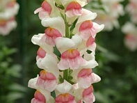 Львиный зев (Антирринум) большой (Potomac F1)