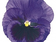 Виола виттрока