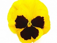 Виола виттрока