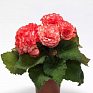 Бегония клубневая махровая (Begonia tuberhybrida)