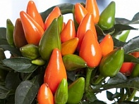 Перец летний (Salsa XP)