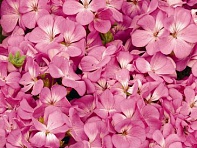 Герань (пеларгония садовая) (Multibloom F1)