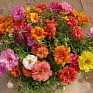 Портулак крупноцветковый (Portulaca grandiflora)