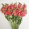 Львиный зев (Антирринум) махровый (Antirrhinum majus)