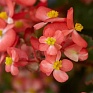 Бегония гибридная ампельная (зеленая листва) (Begonia hybrida)