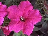 Петуния многоцветковая (Lambada F1)