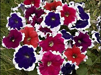 Петуния многоцветковая бахромчатая (Kaliffo F1)