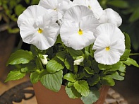 Виола Виттрока