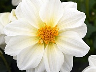 Георгина гибридная (Figaro)