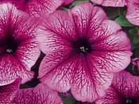 Петуния многоцветковая (Mirage F1)