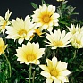 Гацания жестковатая (Gazania rigens)