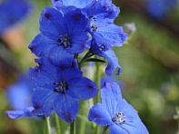 Дельфиниум китайский (Diamonds F1)