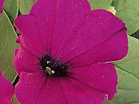 Петуния многоцветковая (Carpet F1)