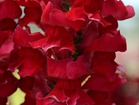 Львиный зев (Антирринум) большой (Rocket F1)