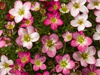 Камнеломка Арендса (Lofty)