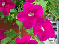 Петуния ампельная гибридная (Samba F1)