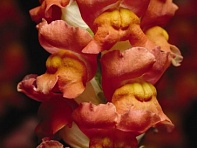 Львиный зев (Антирринум) большой (Cool F1)