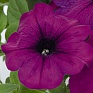 Петуния ампельная гибридная (Petunia х hybrida)