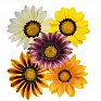 Гацания жестковатая (Gazania rigens)