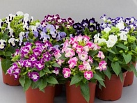 Торения Фурнье (Hi-Lite)