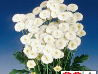 Пиретрум девичий (Virgo)