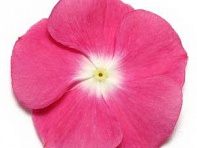 Катарантус розовый (Pacifica XP)