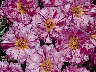 Портулак крупноцветковый (Sundial F1)