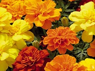 Бархатцы отклоненные (Safari)