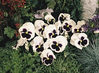 Виола виттрока