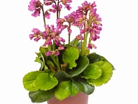 Бадан сердцелистный (Shoeshine)