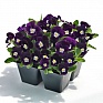 Виола рогатая (Viola cornuta)
