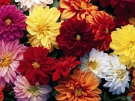 Георгина изменчивая (Hello F1)