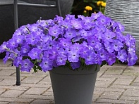 Петуния ампельная гибридная (Easy Wave F1)