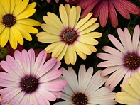 Остеоспермум Эклона (Akila F1)