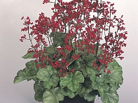 Гейхера кроваво-красная (Ruby Bells)