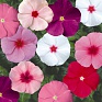 Катарантус розовый (Vinca rosea)