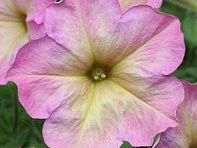 Петуния многоцветковая (Debonair F1)