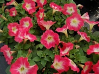 Петуния многоцветковая (генетически компактная) (Mambo GP F1)